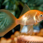 Comet Goldfish – The Care, Feeding and Breeding of Comet Goldfish