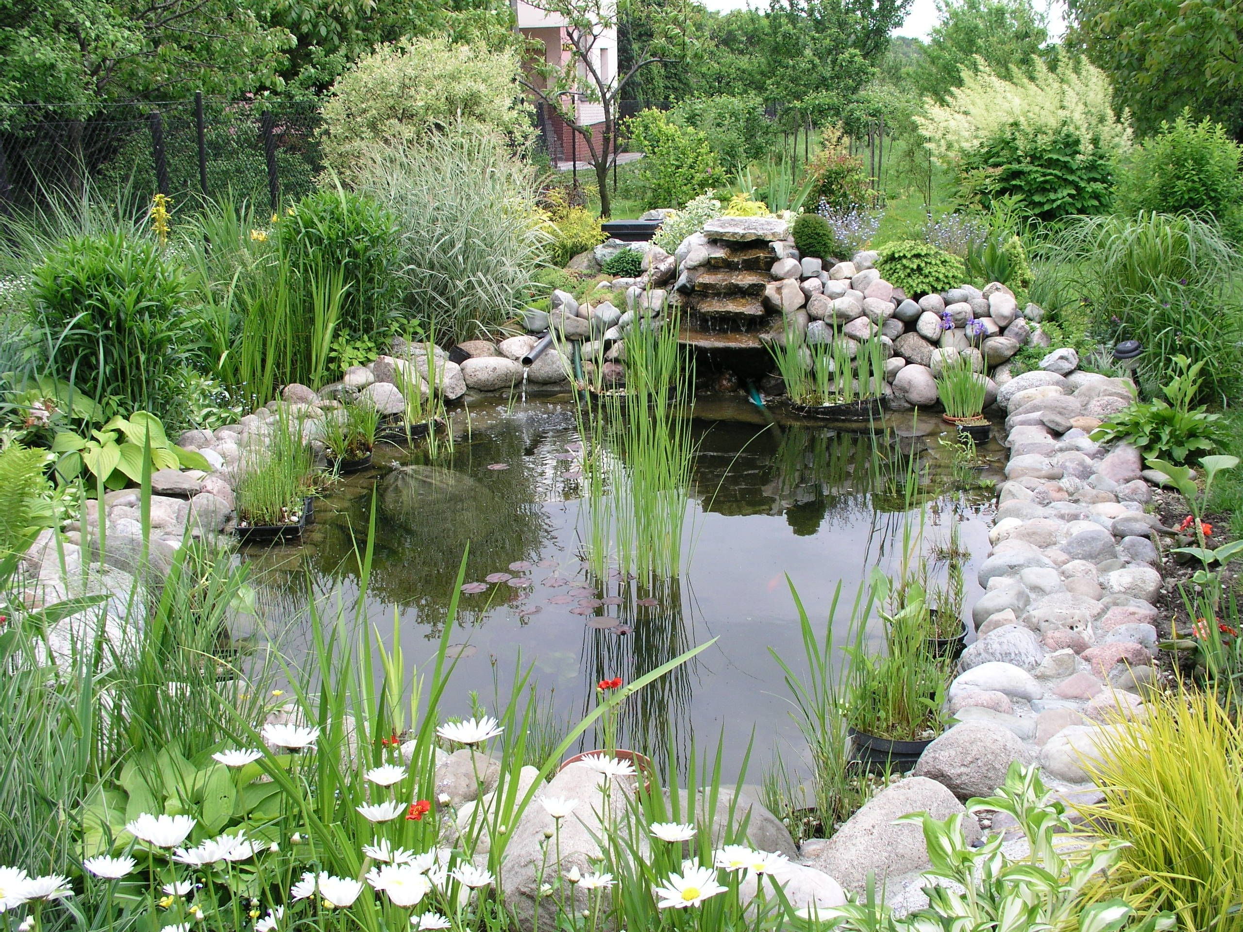 How To Build A Pond A Beginners Guide To Building The Perfect