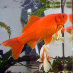 All About Goldfish – How to Care for a Goldfish Fish at Home