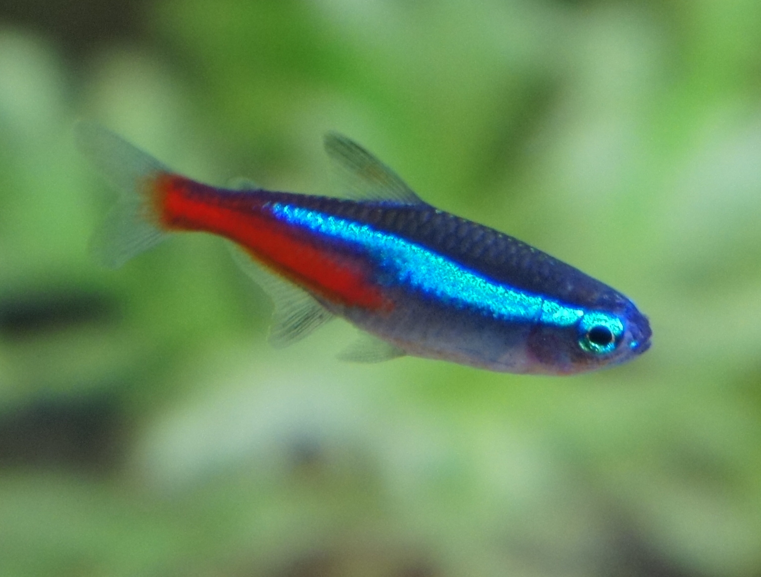 Colorful Freshwater Fish For Beginners Aquarium Tidings