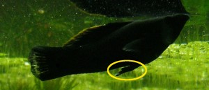 A male black mollies gonopodium.