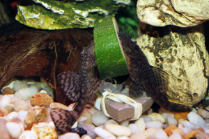 Plecos aren't the only ones who appreciate vegetables.