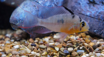 Bolivian Ram