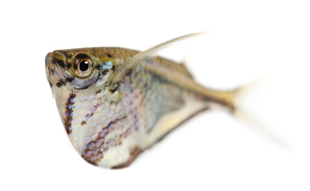 Common hatchetfish - Gasteropelecus sternicla in front of a white background
