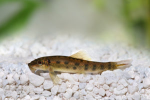 Chinese Algae Eater The Care Feeding And Breeding Of Chinese