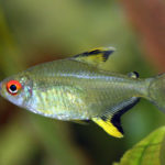Lemon Tetra – The Care, Feeding, and Breeding of Lemon Tetras