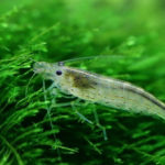 Amano Shrimp – The Care, Feeding, and Breeding of Amano Shrimp