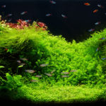 The Best Algae Eaters for Aquariums