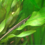 Twig Catfish – The Care, Feeding, and Breeding of Twig Catfish (Farlowella)