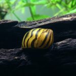 Nerite Snails – The Care, Feeding, and Breeding of Nerite Snails