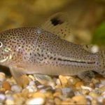 Corydoras Julii – The Care, Feeding, and Breeding of Corydoras Julii