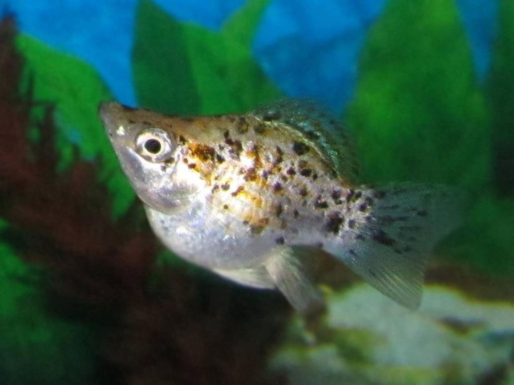 Molly Fish - The Care, Feeding and Breeding of Mollies - Aquarium Tidings