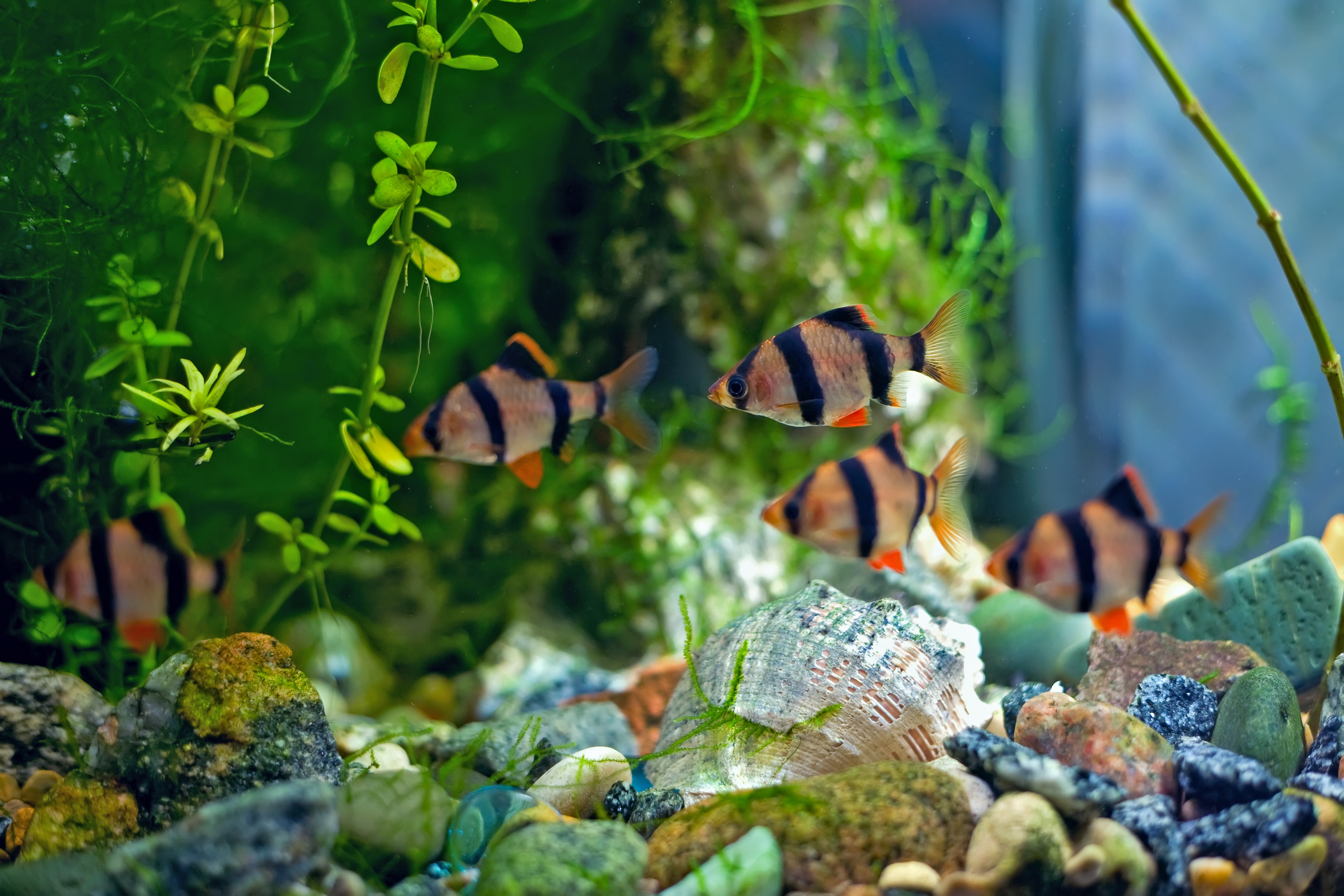 Tiger Barb Fish - The Care, Feeding And Breeding Of Tiger Barbs ...