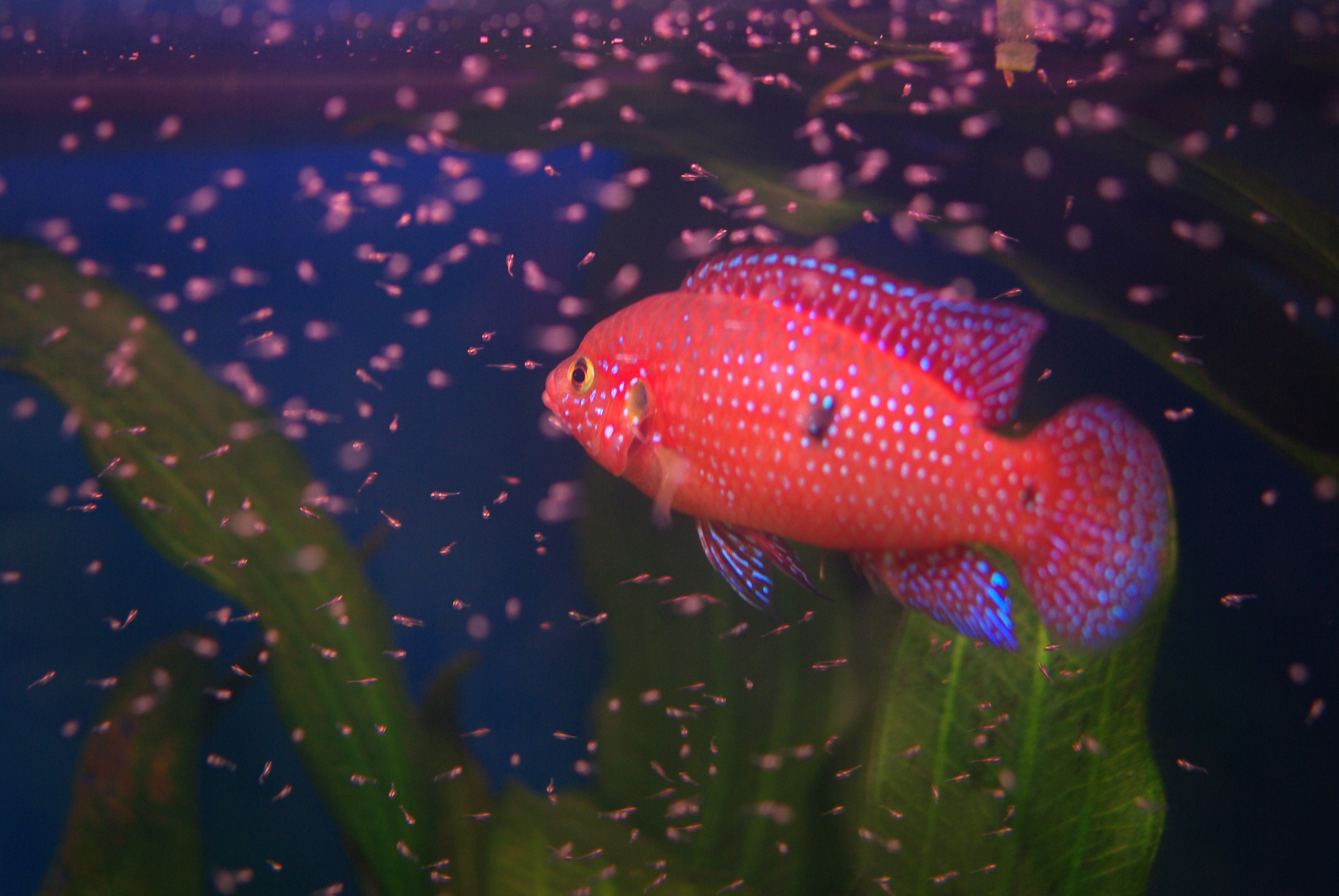 The Easiest Freshwater Fish To Breed In An Aquarium Aquarium Tidings