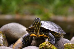 How To Build A Turtle Pond Aquarium Tidings