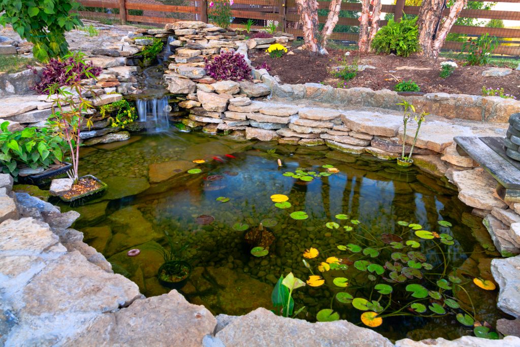 outdoor tropical fish pond