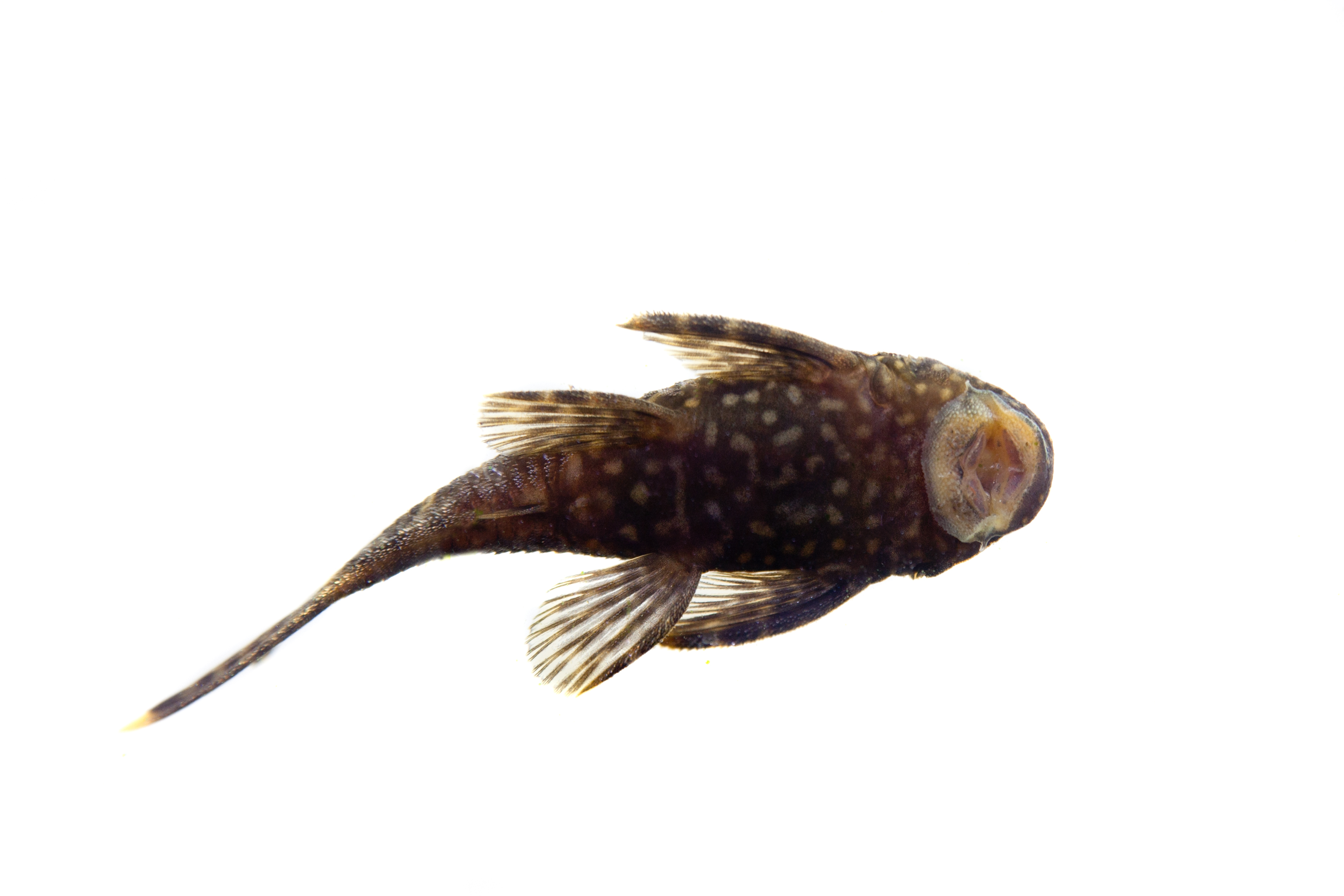 Bristlenose Pleco - The Care, Feeding And Breeding Of Bristlenose ...