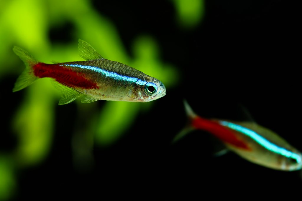 Neon Tetra Fish - The Care, Feeding and Breeding of Neon Tetras - Aquarium Tidings