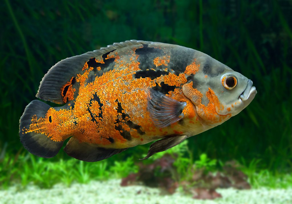 The 5 Best Beginner Cichlids to Choose for an Aquarium The 5 Best Beginner Cichlids to Choose for an Aquarium