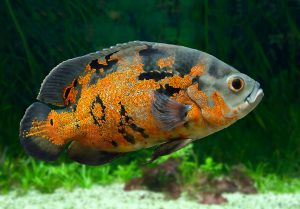 Oscar Fish - The Care Feeding and Breeding of Oscars 
