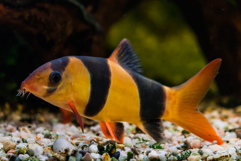 Clown Loach - The Care, Feeding and Breeding of Clown Loach Fish ...