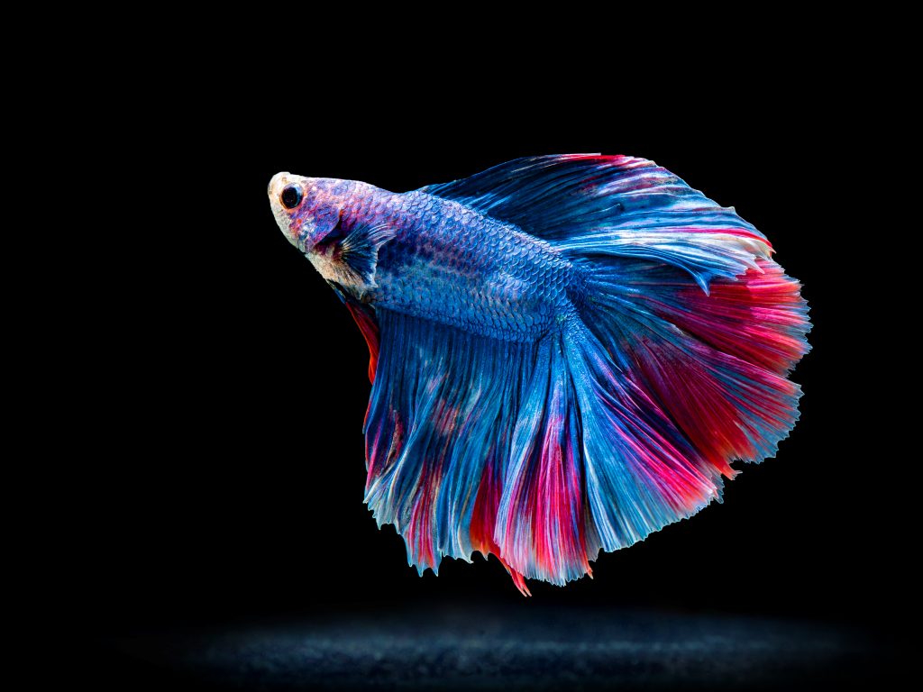 tropical fish japanese fighting fish