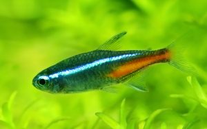 neon tetra fish the