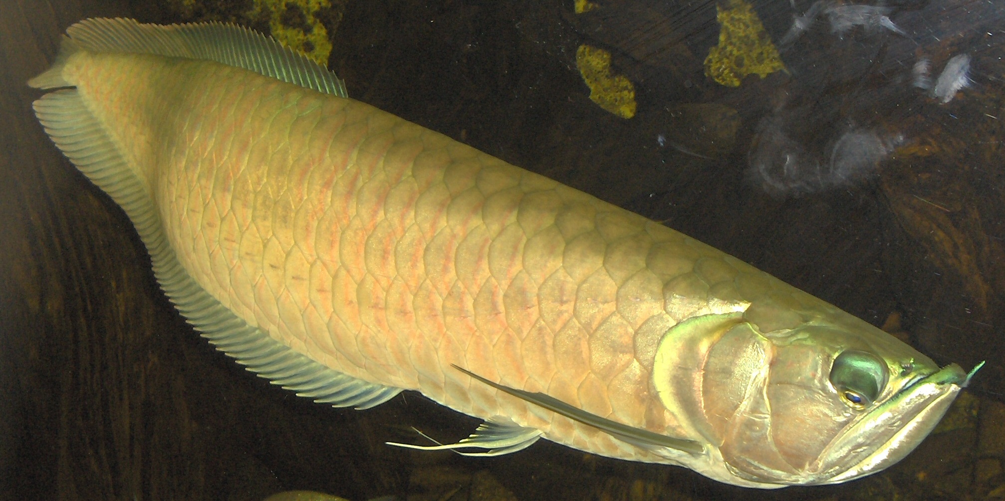 Silver Arowana  The Care, Feeding and Breeding of Silver Arowanas  Aquarium Tidings