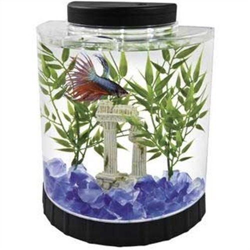 5 Excellent Aquariums To Choose For Your Betta Fish Aquarium Tidings