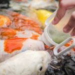 Why You’re Probably Overfeeding Your Fish (And What to Do About It)