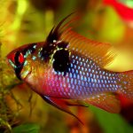 German Blue Ram – The Complete Care Guide for German Blue Rams