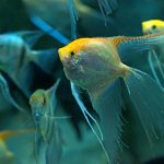 The Best Angelfish Tank Mates