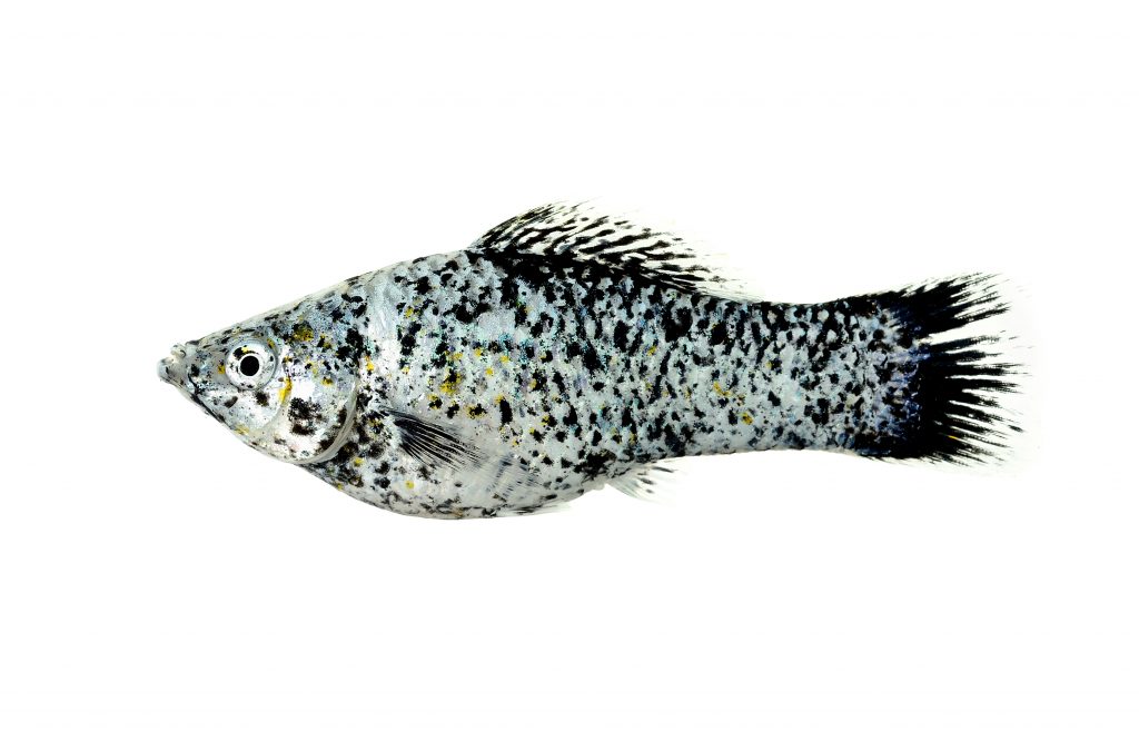 Molly Fish - The Care, Feeding and Breeding of Mollies - Aquarium Tidings