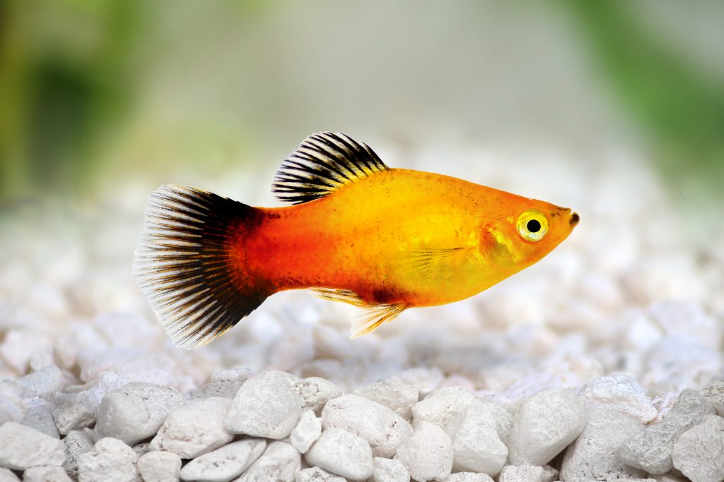 Platy Fish The Care Feeding And Breeding Of Platys Aquarium Tidings