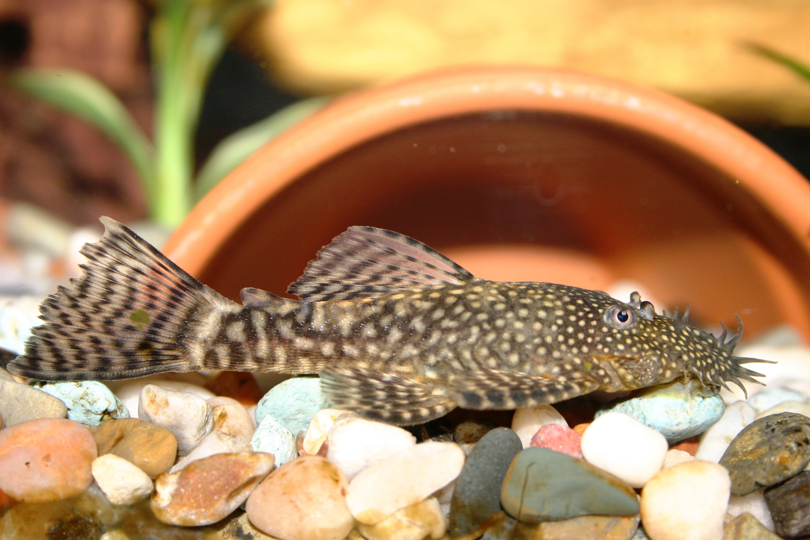 Bristlenose Pleco - The Care, Feeding And Breeding Of Bristlenose ...