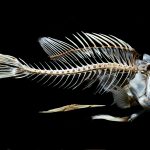 5 Warning Signs Something is Wrong in Your Aquarium
