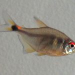 Head-and-Taillight Tetras – A How-To Guide for Caring for Head-and-Taillight Tetras