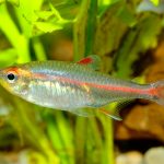 Glowlight Tetra (Hemigrammus Erythrozonus) – Their Care, Diet, and Breeding
