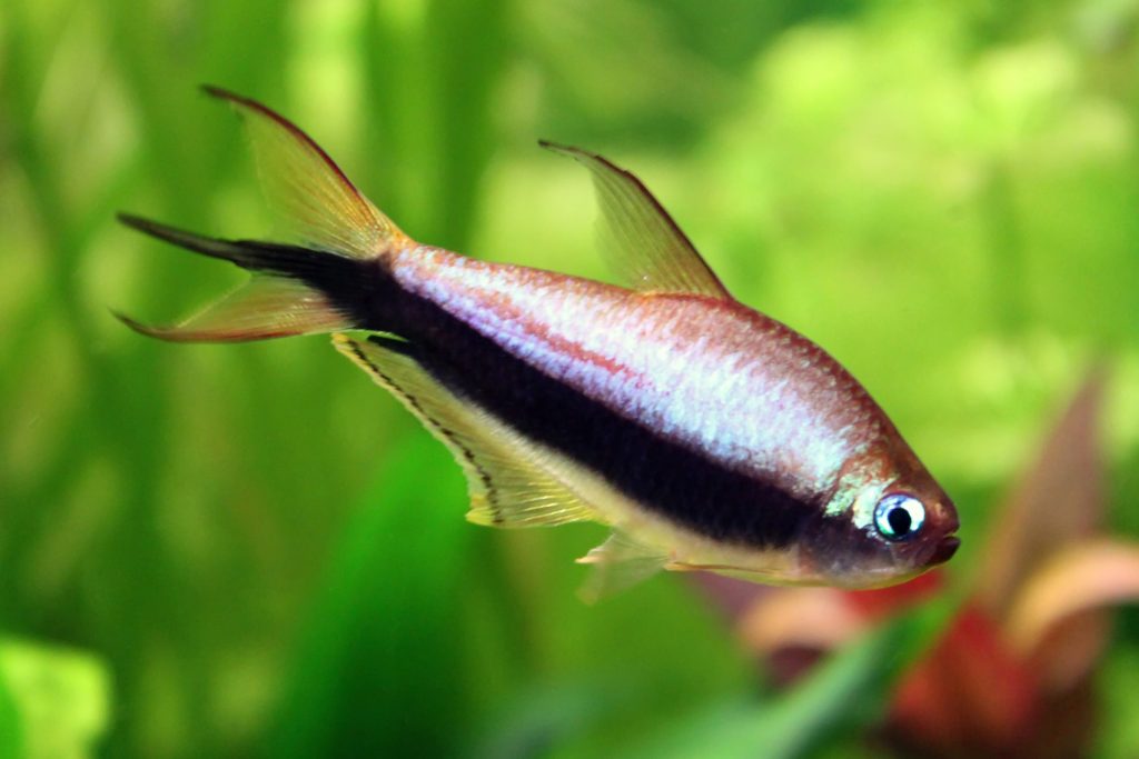 tropical fish archives aquarium